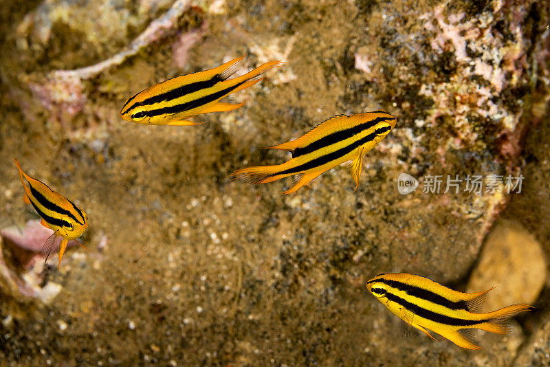 幼黑金色或黄尾少女Neoglyphidodon nigroris，班达内拉岛，印度尼西亚